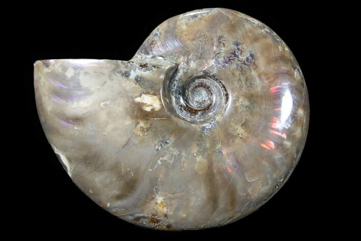Bargain, Polished Ammonite (Cleoniceras) - Madagascar #89587